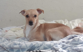 Camela Cachorrinha SRD, 10 anos de idade, dócil, porte médio, bege clarinho e pelo curto, muito lindinha