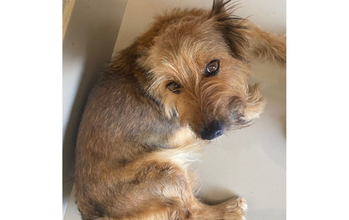 cachorrinha, jovem, porte pequeno, pelagem média tipo fiapo de manga, caramelo com preto. Olhos castanhos mel. Muito lindinha.