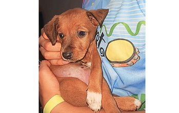 Canjiquinha Cachorrinha SRD, de 2 meses de idade, pelagem curta e caramelo, calma, muito lindinha e dócil