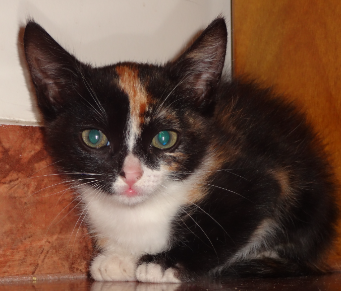 Lola Lola