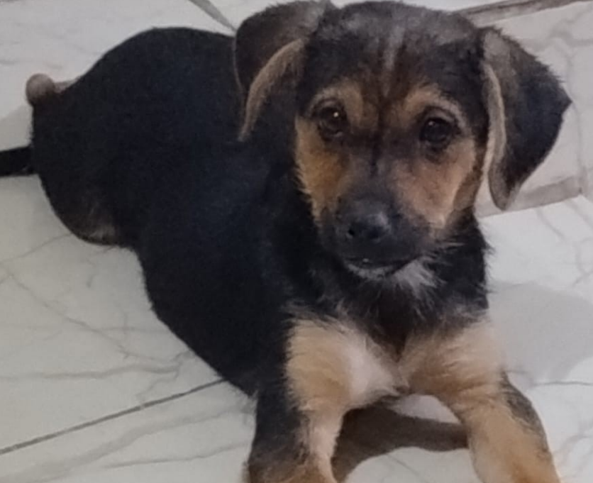 Amora Amora