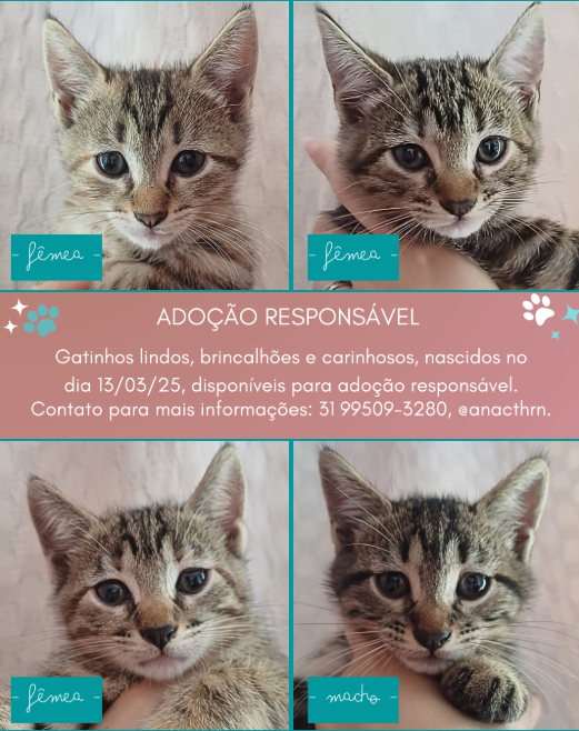 Gatinhos tigrados Gatinhos tigrados