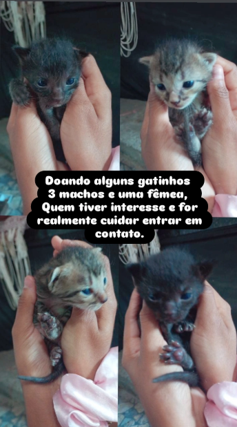SEM NOME SEM NOME