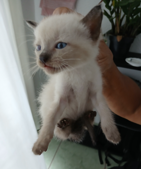 Miau Miau