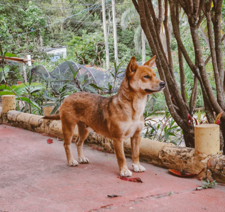 RAPOSINHA RAPOSINHA