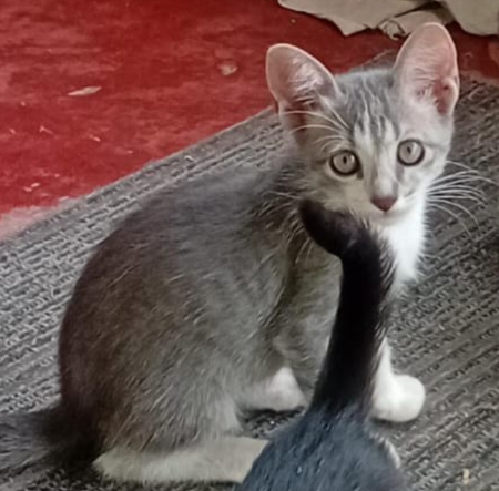 CINZINHA CINZINHA