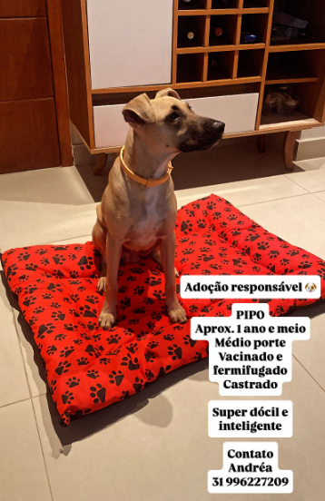 PIPO PIPO