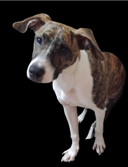 NALA NALA