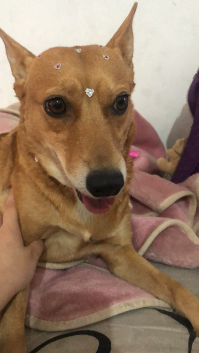 LOLA LOLA