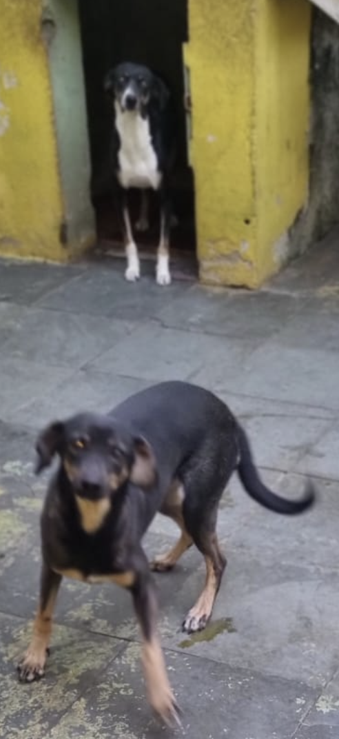 XUXA E MIUXA XUXA E MIUXA