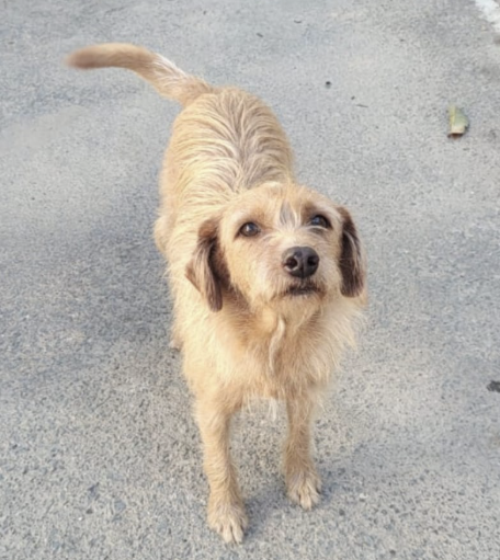 Petutti Cachorro sem raça definida, de 5 anos de idade, pelagem longa e amarela , muito alegre e dócil.