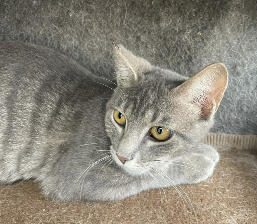 Nimbus Gatinha cinza rajada, sem raça definida, com idade entre 5 a 6 meses e muito espertinha