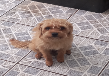 Caxhorrinha sem raça definida, muito peludinha, na cor caramelo, com 11 meses de idade e muio fofinha