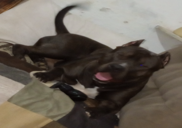 Cachorro da raça Pitbull, de 4 anos de idade, preto com manchinha pretas branca no peito e pescoço e muito dócil.