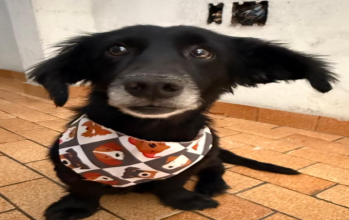 Cachorrinho sem raça definida, de pequeno porte, de pelagem grande e preta, de 4 anos de idade, muito lindinho.