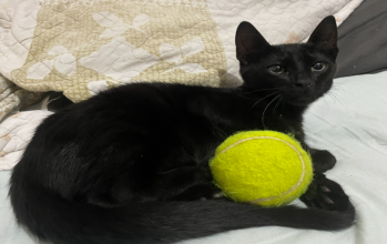 Theo gato preto, olhos verdes, dócil