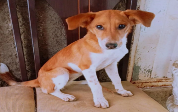 cachorrinha caramelo e branca, orelhas grandes, porte médio à grande