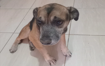 cão idoso, marrom e preto e dócil