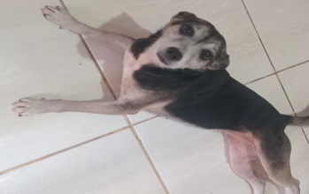 Pretinha cachorrinha idosa, preta e marrom, porte médio, olhos escuros e muito dócil