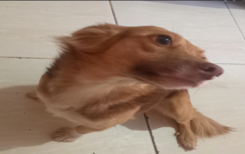 cachorrinho caramelo, de pelos longos, olhos claros e porte médio e muito dócil