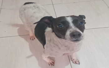 Ptchulinha fêmea, canina, branca com manchas pretas, olhos escuros, porte médio e dócil
