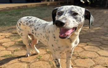 Zeus dalmata, branco e preto, porte grande