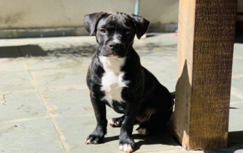 cão, adulto, macho, preto, não convive bem com crianças