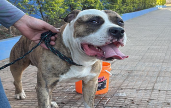 Cachorro de porte médio, rajado de marrom com manchas brancas pelo peito e rosto, tipo American Bully e dócil