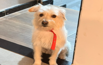Pitoco cão macho, branco, pelo longo, olhos escuros, porte pequeno