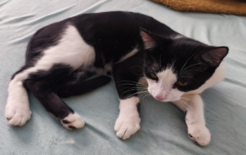 Gatinho sem raça definida, com manchas preto predominante e branco, tipo frajola e muito dócil