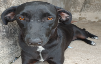 Pretinha Pretinha