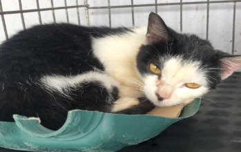 Fêmea (sem nome) Fêmea (sem nome), PRETA E BRANCA, OLHOS AMARELOS