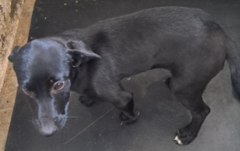 Pérola, cachorrinha preta de olhos escuros, porte médio, muito fofa