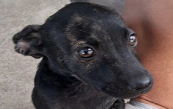 Leona, filhote rajada, muito meio, porte pequeno e olhos escuros