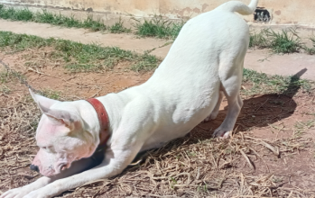 Bolacha, pitbull branca, porte médio