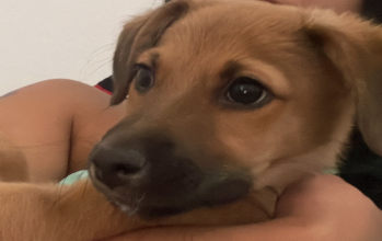 Thor, caramelho, pelo longo, porte médio 