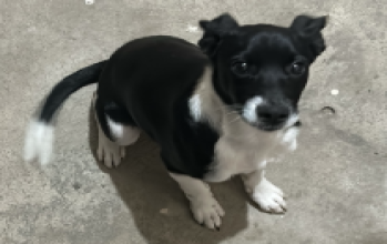 Jack Jack, filhote preto e branco, porte médio