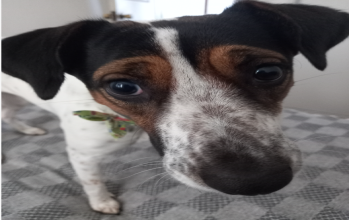 Nina, orelha grande, branco com manchas pretas e olhos escuros, porte médio