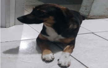 Princesa. preta com manchas brancas e marrom, porte pequeno e olhos escuros