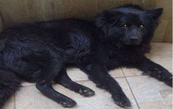 Nick Nick. chow chow preto, porte grande, olhos escuros, pelos longos