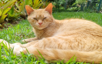 Tangerina,