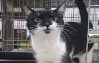 Bibelô Bibelô, gatinha preta e branca