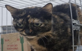 Brigite Brigite, gatinha rajada de marrom e preto