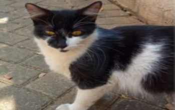 Petúnia Petúnia
