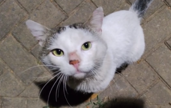 Fera