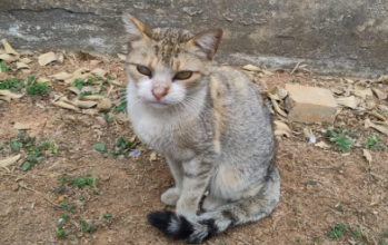 Fofoca Fofoca