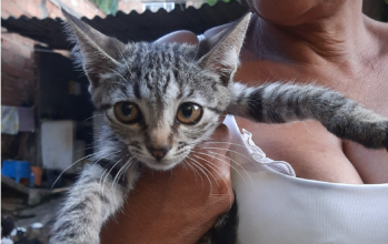 Catarina Catarina