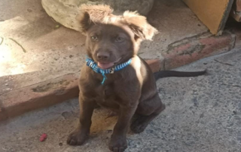 Max Max