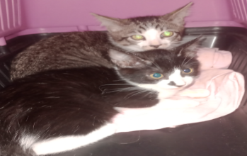 Macho (sem nome) gato preto branco srd 