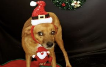 Cachorrinho caramelo, porte médio, adulto e muito dócil